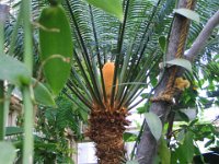 flowering tropical plant