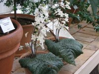 Botanical Gardens flowers