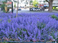 Raoul Wallenbergs park, near Lilla Nygattan Sondra Promenaden