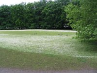fields of flowers and geese