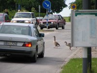 stop. geese crossing