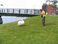 swan attacking Francisco