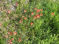 Spring Wildflowers 2012