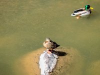 Mallards on a sunny day