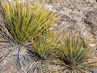 BWNMTAOSRioGrandGorgeStPrk5