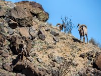 a herd of Bighorn Sheep were on the hillside