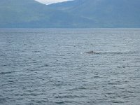 17Humpback whaleA.sized