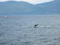 18Humpback whaleH.sized