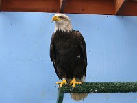 21Bald Eagle.sized