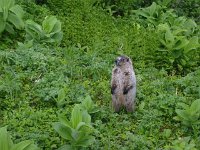 26Marmot standing.sized